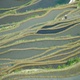 Les rizières du ciel de Yuanyang (chez les Hani-Akha)