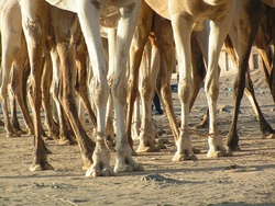 <strong>Lire la suite</strong><br>Culture arabe Culture arabe