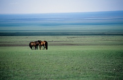 Cultures et civilisation des steppes d’Asie centrale