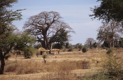 <strong>Lire la suite</strong><br>Afrique de l'ouest - géographie Afrique de l'ouest - géographie