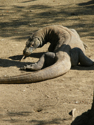 <strong>Lire la suite</strong><br>Komodo Komodo