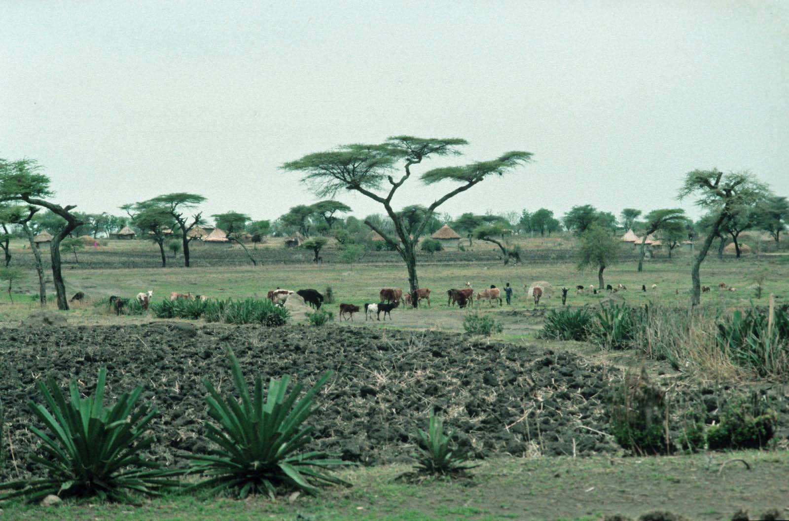 Savane de l'Afrique de l'Est (Ethiopie)