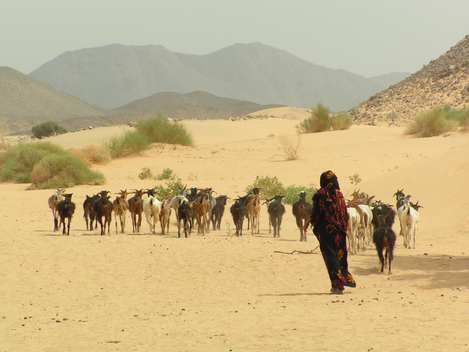 nomade du Sahara