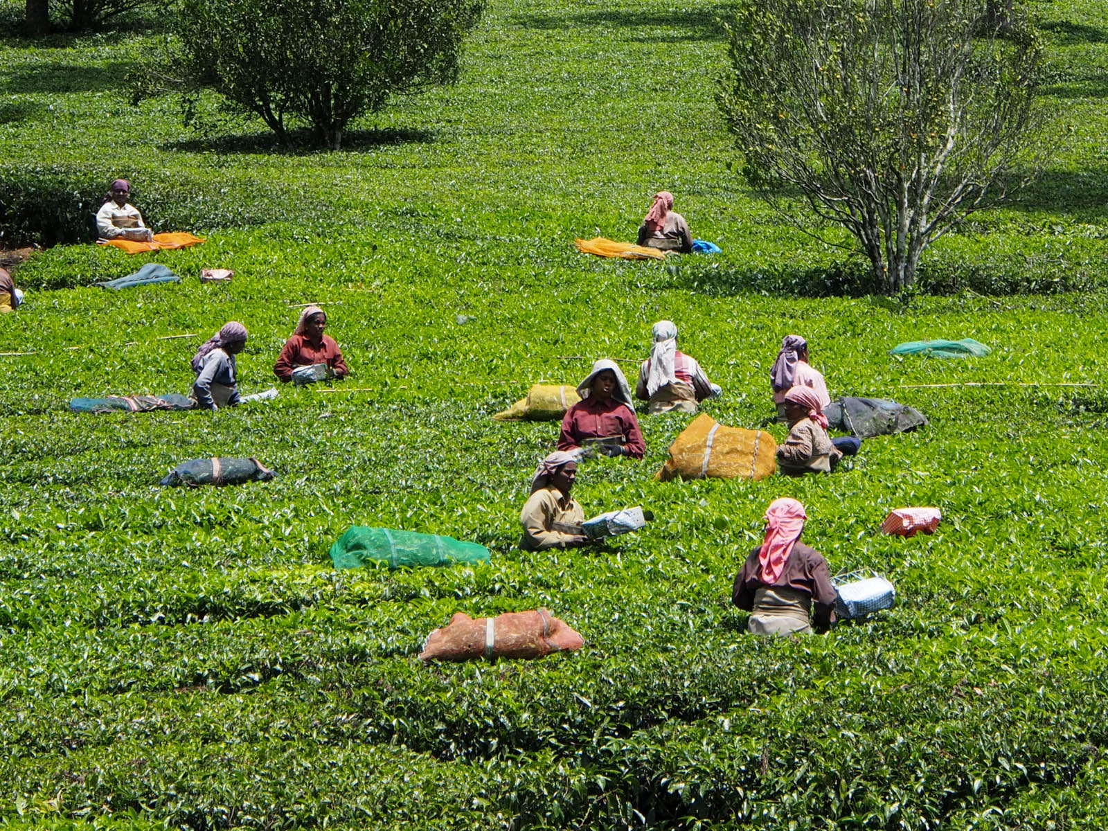 ramassage du thé au Kerala 