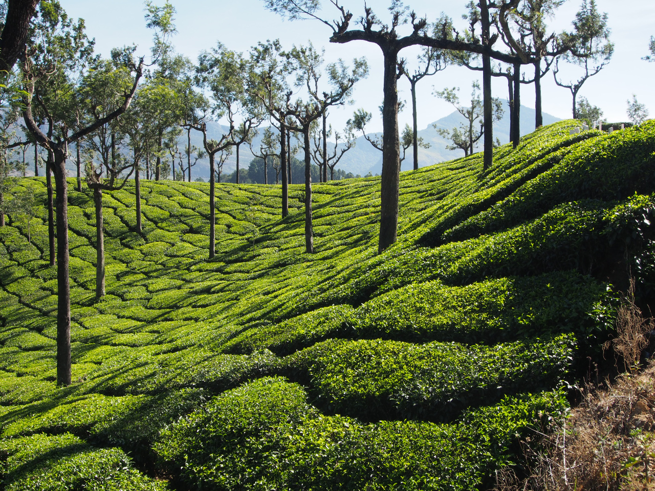 plantations de thé dans les monts de Cardamone (Ghats occidentaux)