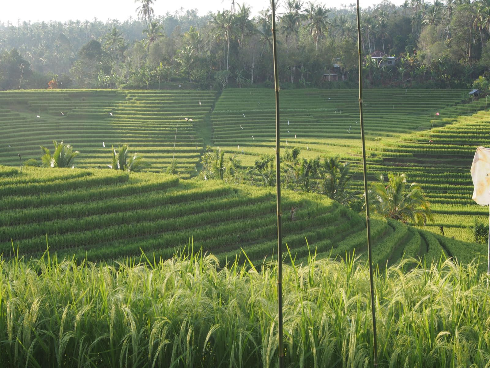 rizières d'Asie du Sud est (Bali)    