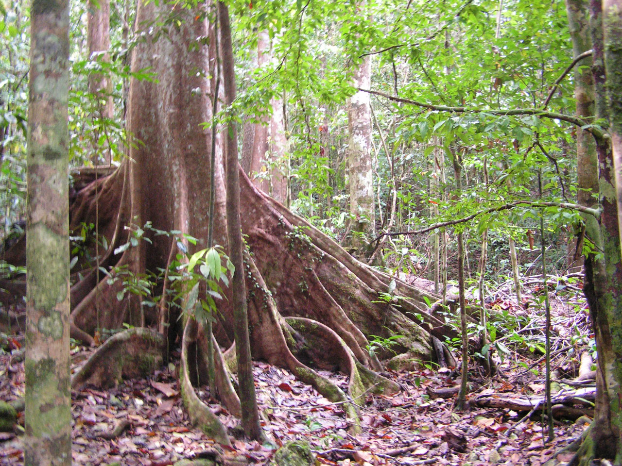 Forêt équatoriale de Nouvelle Guinée