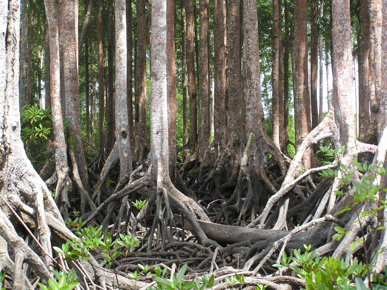 Mangrove littorale de Nouvelle Guinée