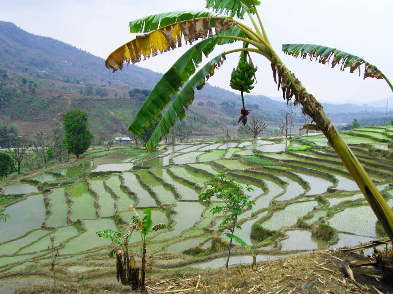 rizieres du Nepal 