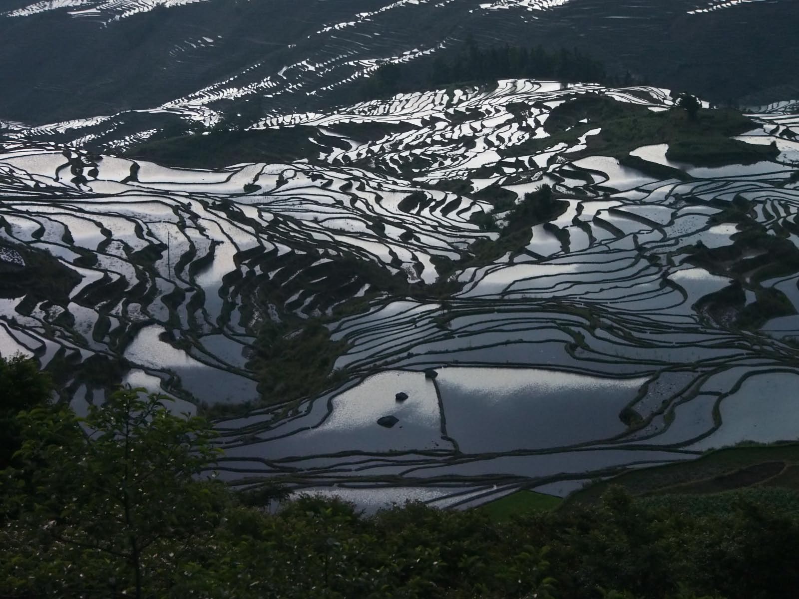 rizière du Yunnan       