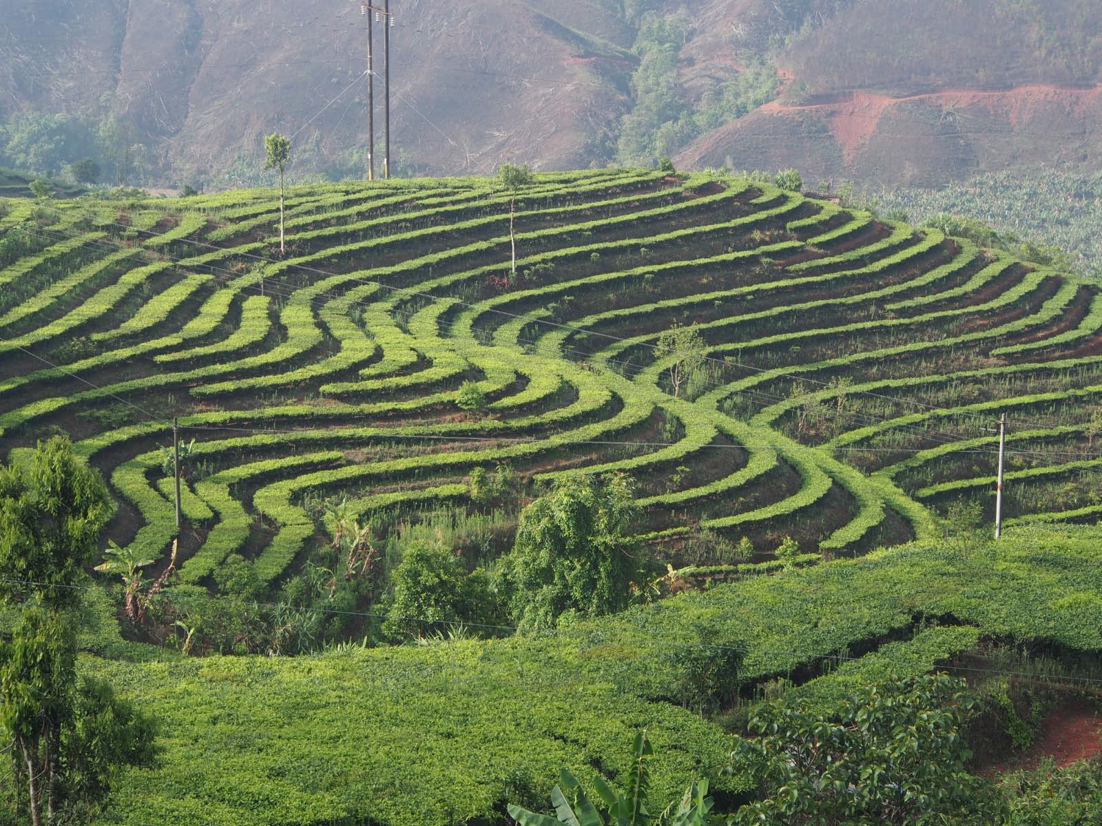 rizière du sud du Yunnan      