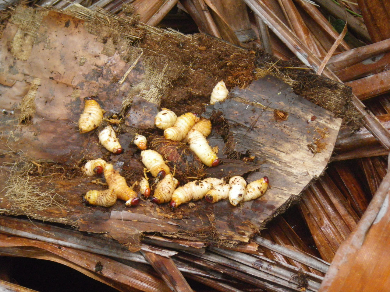 Les larves de capricorne se ramassent par centaines dans le cœur des sagoutiers abattus quelques semaines avant