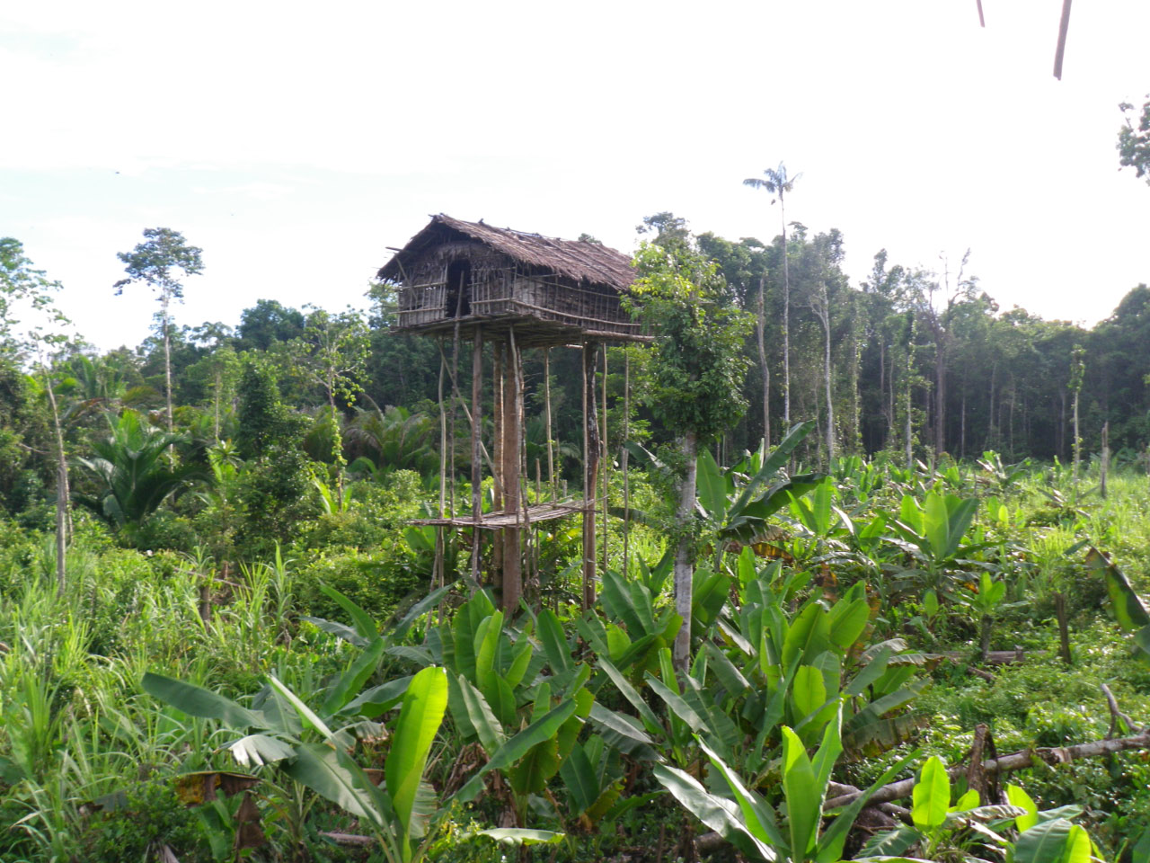 Jardin de bananier chez les Papous Korowai