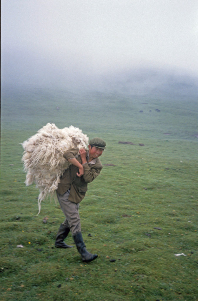 la laine pour le cachemire est une source de revenue pour les nomades